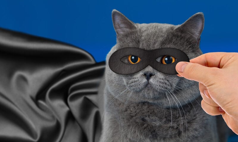 Eikon Design 39 Supper Hero Cat Video